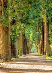 Symbolbild: ein Wirtschaftsweg durch den sonnendurchfluteten Wald