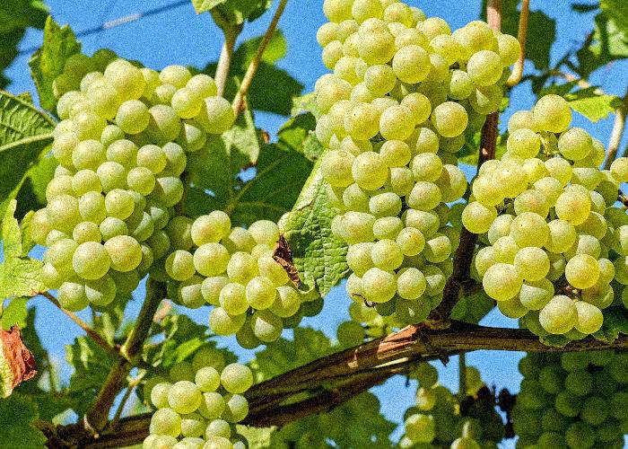 Symbolbild: Weintrauben am Stock